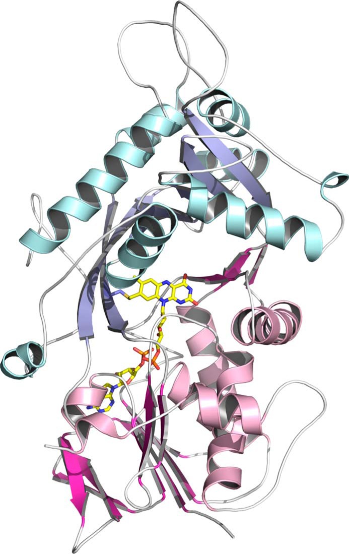 Cartoon representation of the structure of the FsqB protomer. The FAD-binding domain is shown in magenta (β-strands) and pink (α-helices), and the substrate-binding domain is shown in light blue (β-strands) and light cyan (α-helices). The covalently bound FAD is depicted as sticks (yellow) together with the tethering amino acid Cys-414.
