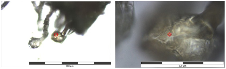 Optical microscope image of a trichome head used for collecting the spectra (left: 10× magnification, used for exploring the sample and finding representative trichomes; right: 50× magnification, used for collecting the spectra only from different spots on the selected trichomes).