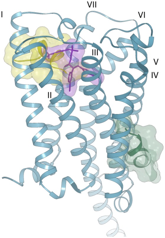 Possible binding modes of Pepcan-12 (yellow and green surfaces) to the CB1 receptor (blue ribbon) (PDB code 5U09). The orthosteric binding site is highlighted by the presence of a taranabant molecule (purple stick and surface).