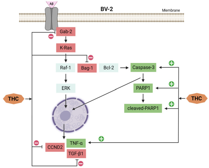 THC affects signaling pathways for inhibition of cell cycle arrest and apoptosis induced by Aβ in BV-2 cells.