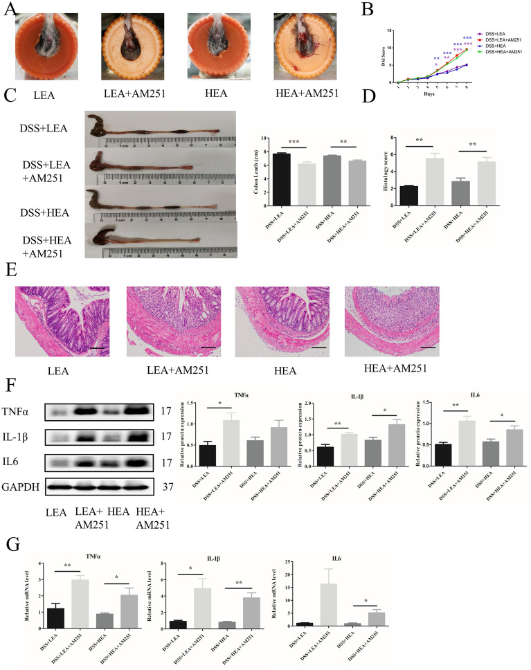 AM251 reversed the anti-inflammatory effects of EA. A The representation of rectal bleeding in mice at Day 8. B Disease activity index scores from Day 1 to Day 8. C Colon length of mice. D Histological scores. E Representative HE staining images. Scale bar = 100 μm. F Colonic protein levels of TNFα, IL1β and IL6. G Relative mRNA expression of colonic TNFα, IL1β and IL6. Data are expressed as the mean ± SEM (n = 12 mice per group in B, C, n = 6 mice per group in D, F, G *P < 0.05, **P < 0.01, ***P < 0.001 vs. the EA group)