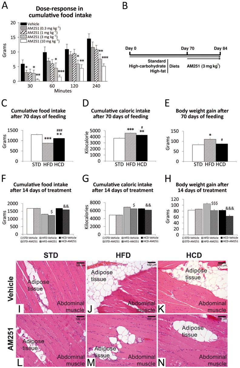 AM251 effectiveness on food intake and body weight in DIO rats.Dose-response of AM251 (0.3, 1, 3, 10 mg kg-1) in cumulative food intake (A) and experimental design (B) for cumulative food/caloric intake and body weight gain (C-H) during STD, HFD and HCD feeding for 84 days and repeated AM251 administration (3 mg kg-1) for 14 days. Bonferroni’s test (n = 8): *P<0.05, **P<0.01, ***P<0.001 vs. STD; # P<0.05, ### P<0.001 vs. HFD; $ P<0.05, $ $ $ P<0.001 vs. HFD-vehicle; && P<0.01, &&& P<0.001 vs. HCD-vehicle. Haematoxylin-eosin staining in the abdominal muscle of the rats fed with STD, HFD and HCD for 84 days and repeatedly treated with AM251 (3 mg kg-1) for 14 days (I-N).