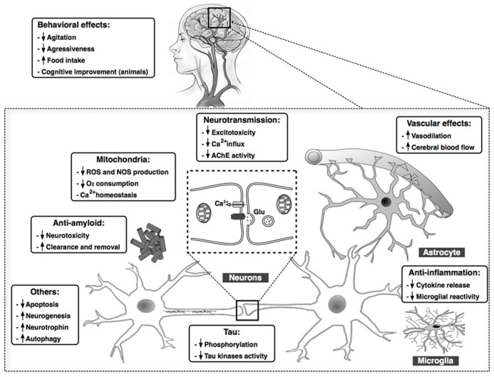 Summary of the main findings demonstrating beneficial effects of cannabinoid compounds in AD models. Cannabinoids may target in parallel several processes that play key roles in AD, including Aβ and tau aberrant processing, chronic inflammatory responses, excitotoxicity, mitochondrial dysfunction, and oxidative stress, among others. Clinical data also reveal an improvement in behavioral in patients with AD after treatment with cannabinoids.