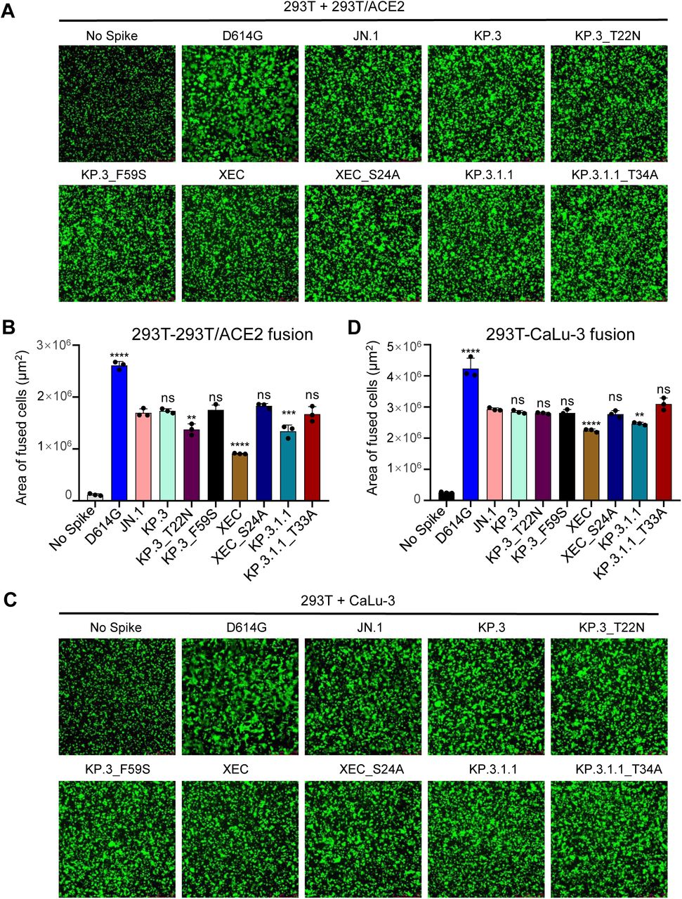 XEC exhibits decreased fusogenicity in HEK293T-ACE2 and CaLu-3 cells.Fusion of spikes was determined in HEK293T-ACE2 cells (A-B) and CaLu-3 cells (C-D). Representative images of fusion are depicted for 293T-ACE2 (A) and CaLu-3 (C), and quantification of total areas of fusion across 3 images are represented for in (B) 293T-ACE2 and (D) CaLu-3 cells. Areas of fused cells were determined using microscope software (see Methods). Plots represent means with standard deviation with significance determined in comparison to JN.1. Significance was calculated using repeated measures one-way ANOVA and represented as ns p > 0.05, **p < 0.01, ****p < 0.0001.