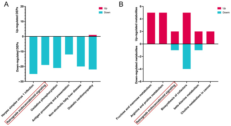 Analysis of differentially expressed proteins (DEPs) and differentially metabolites (DMs) between the Baicalin and Control groups. (A) Proteins KEGG enrichment analysis. Red columns represent upregulated proteins and blue columns represent downregulated proteins. (B) Metabolites KEGG enrichment analysis. Red columns represent upregulated metabolites and blue columns represent downregulated metabolites. The red box indicates the common signaling pathways regulated by baicalin.