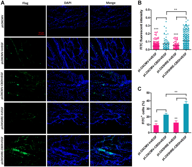 Expression of Flag tag in hypoxic myocardium. The expression of Flag tag, which was fused with C-terminus of VEGF, was detected in ischemic myocardium by immunofluorescence staining. (A) Representative images for each condition is shown (scale bar = 50 μm). (B) The quantification of FITC fluorescence intensity was performed as described in Methods section. Results are presented as mean ± SEM (n = 8), **p < 0.01, ***p < 0.001. (C) Percentage ratio of FITC positive cells was examined as described in Methods section. Results are presented as mean ± SEM (n = 8), **p < 0.01.