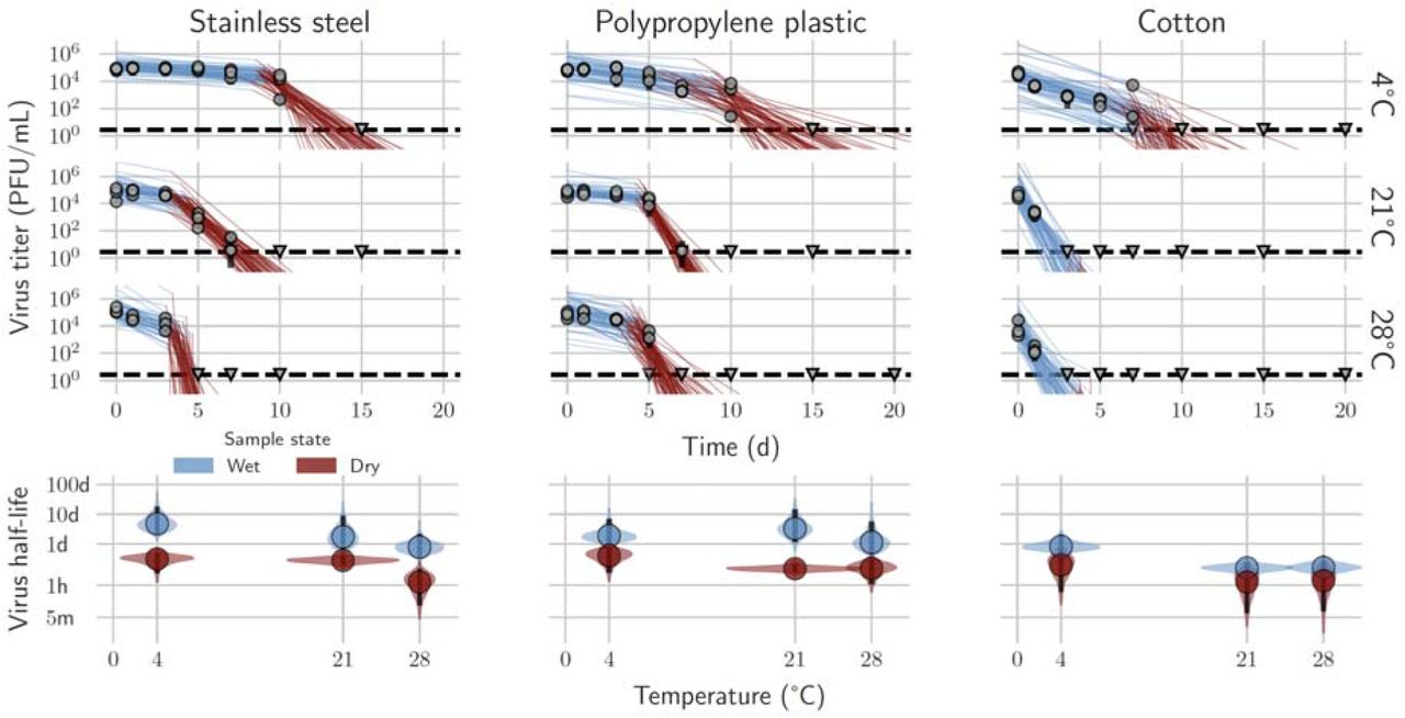 MPXV decay on cotton, polypropylene, and stainless steel at different environmental conditions. A. Regression lines showing predicted exponential decay of virus titer over time compared to measured (directly inferred) virus titers. Points show posterior median measured titers; black lines show a 95% credible interval. Colored lines are random draws from the joint posterior distribution of the exponential decay rate (negative of the slope) and intercept (initial virus titer); this visualizes the range of possible decay patterns for each experimental condition. Blue lines show the inferred “wet” phase, when visible residual moisture remains on the surface; red lines show the inferred “dried” phase, when evaporation has reached a state of quasi-equilibrium. The exact breakpoint is inferred from the data with a prior based on the last day of observable liquid. B: Inferred virus half-lives by surface and temperature condition. Violin plots show the shape of the posterior distribution. Dots show the posterior median half-life estimate and black lines show a 68% (thick) and 95% (thin) credible interval. Blue and red violin plots show inferred wet phase and dry phase half-lives, respectively.