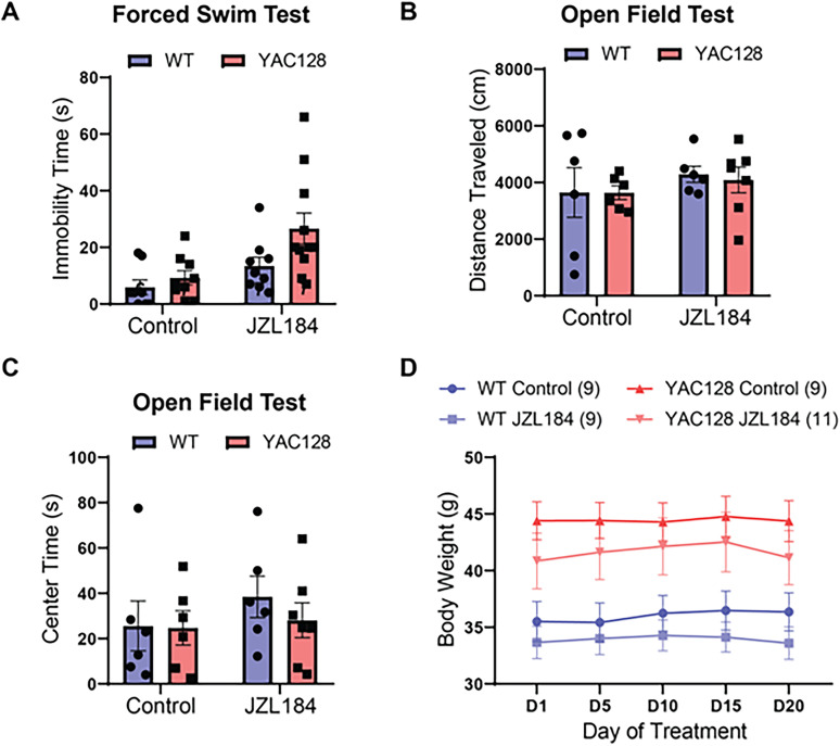 Effect of chronic JZL184 treatment on locomotor and affective behaviors. (A) JZL184 treatment increased immobility time on the forced swim test across genotypes (Two-way ANOVA with multiple comparisons by Sidak test, p = 0.004). (B) Locomotor activity, as measured by distance traveled in the open field test, was not significantly different between genotypes or treatment groups. (C) Center time in the open field arena was similar across genotypes and treatment conditions. (D) Bodyweight was significantly higher across treatment in YAC128 as compared to WT mice, but no effect of treatment was observed.