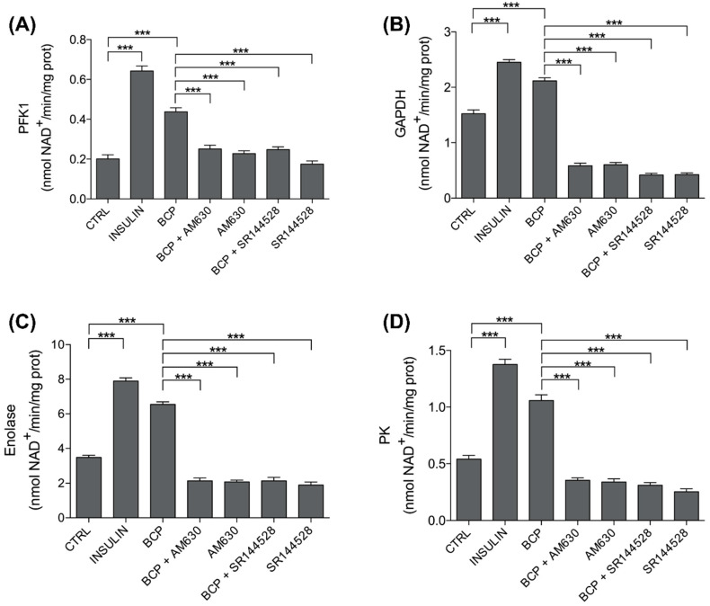 Effects of trans-β-carophyllene on glycolysis. C2C12 cells were left untreated (CTRL) or treated with insulin (25 nM for 30 min; INS), BCP (10 nM for 30 min), AM630 (5 µM for 2 h) or SR144528 (5 µM for 2 h), alone or in combination with 10 nM BCP, added in the last 30 min. The enzymatic activities of (A) phospho-fructokinase 1 (PFK1), (B) glyceraldehyde 3-phosphate dehydrogenase (GAPDH), (C) enolase, and (D) pyruvate kinase (PK) were measured spectrophotometrically in the whole cell lysates in triplicate. Data are expressed as means ± SEM (n = 3). *** p < 0.001.