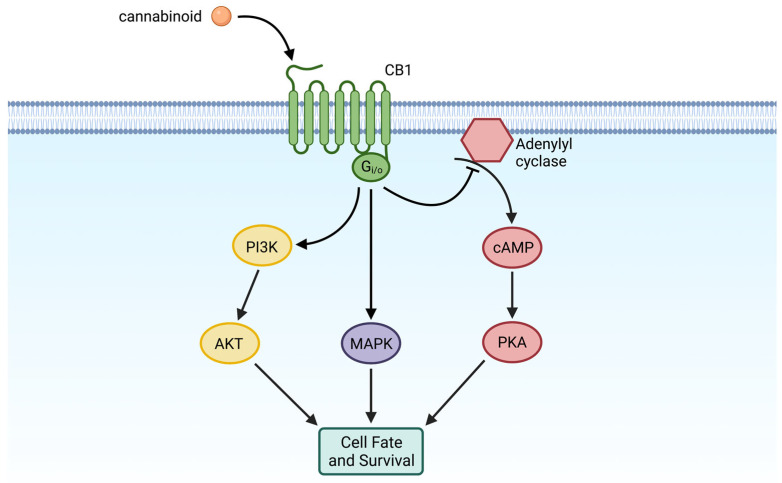 CB1 activity and involvement in cellular pathways. Simplified diagram of cannabinoid receptor 1 (CB1) and some of the cellular pathways in which it plays a role. CB1 is a G-protein coupled receptor that inhibits the activity of adenylyl cyclase and the subsequent cyclic AMP (cAMP) cascade, and it regulates both the mitogen-activated protein kinase (MAPK) and phosphoinositide 3-kinase/protein kinase B (PI3K/AKT) pathways. All three pathways play a role in cell fate and survival. Created with BioRender.com.