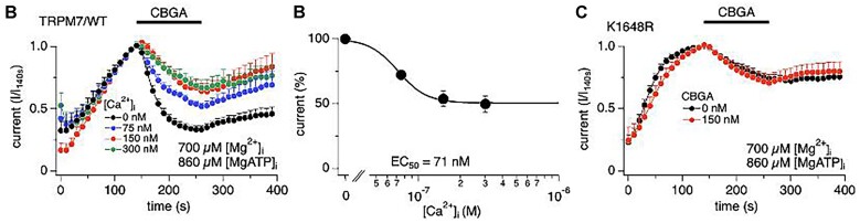 Calcium interferes with TRPM7 inhibition by cannabigerolic acid (CBGA). (A) The effect of intracellular free Ca2+ on TRPM7 inhibition by CBGA. The internal solution was buffered to free Ca2+ concentrations of 0 n m (n = 6), 75 n m (n = 7), 150 n m (n = 7), and 300 n m (n = 7) using 10 m m BAPTA and appropriate concentrations of CaCl2. A 10 µm CBGA was applied from 140 to 260 s (bar). The data points were normalized to the time point before CBGA application (140 s). (B) The concentration-response curve of intracellular calcium to inhibit TRPM7 currents by 10 µm CBGA (EC50 = 71 ± 3 n m). Data points for the curve were obtained from the normalized currents in panel (A) at 260 s. (C) The same experimental protocol as in (A) using 0 n m (n = 7) and 150 n m free Ca2+ (n = 6) in K1648R TRPM7 overexpressing HEK293 cells.