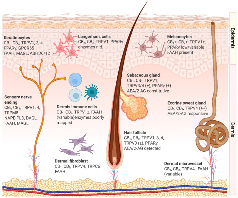 Distribution of endocannabinoid system components in human skin. Abbreviations: 2-AG, 2-arachidonoylglycerol; ABHD6/12, α/β-hydrolase domain–containing proteins 6 and 12; AEA, N-arachidonoyl ethanolamide (anandamide); ABHD6/12, α/β-hydrolase domain–containing proteins 6 and 12 CB1, cannabinoid receptor type 1; CB2, cannabinoid receptor type 2; DAGL, diacylglycerol lipase; FAAH, fatty acid amide hydrolase; GPR55, G-protein–coupled receptor 55; MAGL, monoacylglycerol lipase; n.d., not determined; NAPE-PLD, N-acyl phosphatidylethanolamine phospholipase D; PPARγ, peroxisome proliferator-activated receptor gamma; TRPC6, transient receptor potential canonical channel 6; TRPM8, transient receptor potential melastatin 8; TRPV1–4, transient receptor potential vanilloid channels 1 to 4. Figure modified from [56] and Created in BioRender. Bagher, A. (2025) https://BioRender.com/h3e28sb.