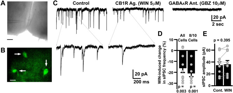 CB1R Agonist WIN Reduces AgRP Neuron sIPSC Frequency. (A) Illustrates a DIC image of a coronal slice (200 mm) of hypothalamus with a recording electrode located in the Arcuate Nucleus. Scale Bar = 250 mm. Fluorescence image example of eGFP labelled AgRP neurons, from which all recordings were made (B; scale bar = 25 mm). (C) Demonstrates a representative voltage-clamp recording (Vh = -60 mV, and ECl- = 0 mV making GABAAR currents inward/downward) from an eGFP labelled AgRP neuron under control conditions (ACSF, top left panel), in the presence of CB1R agonist (WIN, 5 mM, top middle panel), and in the presence of the GABAAR antagonist (GABAzine, 10 mM, top right panel). Bottom panels in left and middle panels are expanded time scale specimen recordings taken from the region in the top panels indicated by dashed lines. (D) illustrates a bar chart and overlaid dot plots of percent change in sIPSC frequency induced by WIN for all cells (left bar) or for only those cells that displayed a suppression of frequency by WIN (8/10, right bar). In both cases, WIN caused a significant suppression of sIPSC frequency, as assessed by a one sample Students t-test, assuming a population mean of 0% change (P = 0.003 and 0.001 respectively). WIN did not significantly affect the amplitude of AgRP neuron sIPSCs (P = 0.395; E).