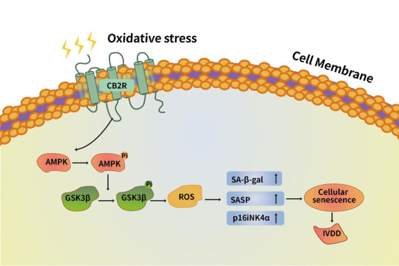 Schematic of protective effects of CB2R. CB2R inhibited the senescence of NPCs and the degeneration of ECM through AMPK/GSKβ pathway under the oxidative damage induced by H2O2.