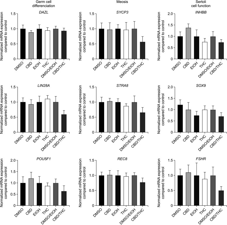 CBD and THC, alone or in a mixture, do not affect the expression of genes specifics to germ cells and Sertoli cells in human adult testis explants. RT-qPCR analysis using testis explants from 5–6 donors cultured for 48 hours in the presence of CBD, THC, or CBD/THC (1:1 ratio) at 10-5 M. From the left to the right column, the effect of the treatments was investigated on genes involved in germ cell differentiation (DAZL, LIN28A, POU5F1), meiosis (SYCP3, STRA8, REC8) and Sertoli cell function (INHBB, SOX9, FSHR). No significant difference (i.e., p>0.05) among the groups by ANOVA followed by Holm–Sidak test. Presented data are normalized on 2 reference genes (RPLP0 and RSP20) and control condition (as mean±SEM). CBD: cannabidiol, DAZL: deleted in azoospermia 1, DMSO: dimethylsulfoxide, EtOH: ethanol, FSHR: follicle-stimulating hormone receptor, INHBB: inhibin subunit beta, LIN28A: lin-28 homolog A, POU5F1: POU class 5 homeobox 1, REC8: REC8 meiotic recombination protein, RPLP0: ribosomal protein lateral stalk subunit P0, RPS20: ribosomal protein S20, SOX9: SRY-box transcription factor 9, STRA8: stimulated by retinoic acid 8, SYCP3: synaptonemal complex protein 3, THC: Δ9-tetrahydrocannabinol.