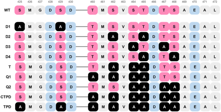 C‐terminal mutants generated for this study. Serine or threonine residues were substituted to alanine in pxxxp (D1) or pxxp (D2, D3, D4) patterns. Disruption of all pxxp mutants (T) and progressive loss of the first of last four serine/threonine sites (Q1, Q2) was also conducted. Importance of proximal and distal seine/threonine residues were explored individually (D; C‐terminal phosphorylation‐deficient mutant 1, [CTPD]) or simultaneously (total phosphorylation deficient mutant [TPD]).