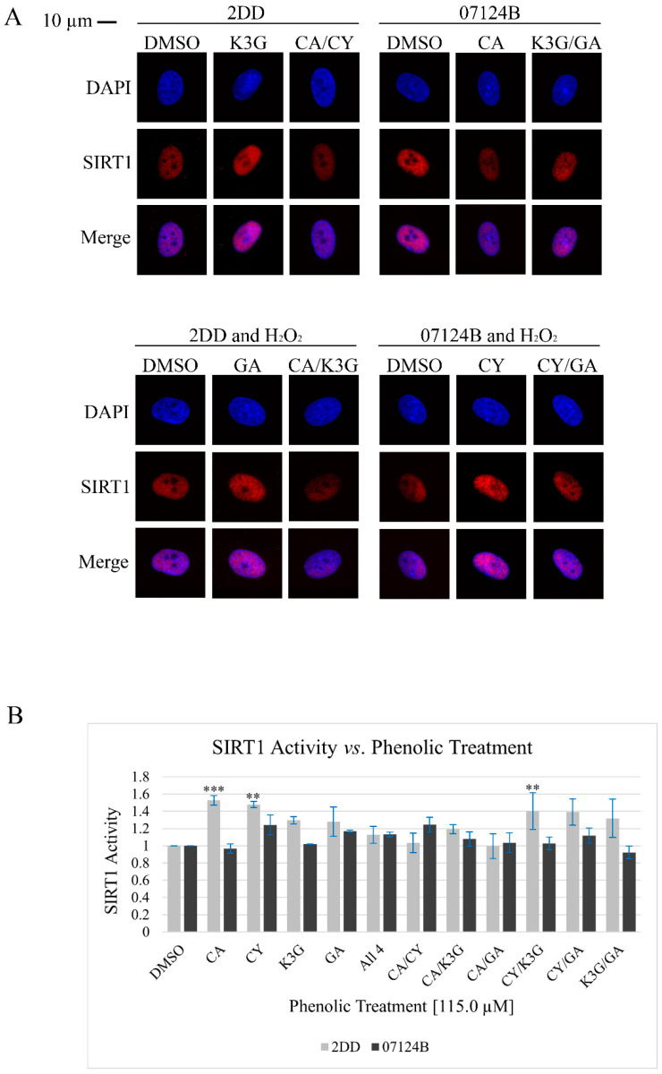 The phenolic treatments had no observable impact on SIRT1 localization but had structure and cell line-dependent impacts on SIRT1 activity level. (A) Representative immunofluorescence images. Chromatin was counter-stained with DAPI and is represented by the blue color, SIRT1 is represented by the red color. Greyscale images were false colored in Photoshop and all treatments were imaged with consistent exposure times and treated equally in Photoshop to avoid artifact creation. The DAPI (blue) and SIRT1 (red) images were overlayed to create the Merge image, where a purple color suggests co-localization of chromatin and SIRT1. A total of 30–50 cells were imaged per treatment replicate (n = 2). (B) SIRT1 activity assay results. Cells were treated with the selected phenolics prior to harvesting in non-denaturing lysis buffer. Error bars represent the standard error of the mean and fluorescence values were normalized to DMSO (n = 2; p = ** p < 0.05, *** p < 0.01). Treatment abbreviations are as follows: vehicle control (DMSO), caffeic acid (CA), cyanidin (CY), kaempferol-3-O-glucoside (K3G), gentisic acid (GA), and hydrogen peroxide (H2O2).