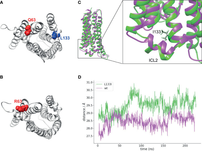 Localizations of Q63 and L133 amino acids and molecular dynamics simulation: (A) Q63 (red) amino acid is located on the cytoplasmic surface of the CB2R, whereas L133 (blue) is located on the outer side of the TM3. CB2R receptor structure is shown from the cytoplasmic side. (B) R63 amino acid position on the CB2R cytoplasmic site. (C) Superposed structures of CB2R-WT (magenta) and CB2R-L133I (green). ILC2 is pushed towards the cytoplasm in the CB2R-L133I. (D) Distances are shown between the centers of masses of the TM helices and the ICL2 amino acids during the simulation.