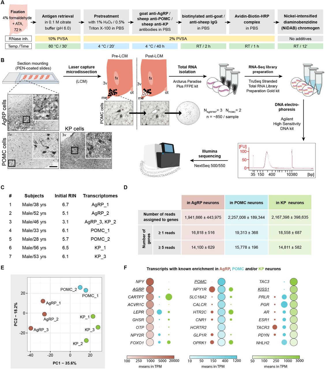 Use of IHC/LCM-Seq for transcriptome profiling of human AgRP, POMC and KP neurons.A: Schematic overview and technical details of the RNA-preserving immunohistochemistry (IHC) protocol optimized for transcriptome analysis of human AgRP-, POMC-, and KP-immunoreactive neurons. B: Workflow of the protocol, including laser capture microdissection (LCM), RNA isolation, cDNA library preparation, RNA sequencing, and downstream bioinformatic analyses. Scale bar represents 200 µm in overview images and 50 µm in high-magnification LCM images. 3v – third ventricle, fx – fornix, me – median eminence, ot – optic tract. C: Summary of donor and tissue parameters for samples used in transcriptomic profiling of the three neuronal populations. D: Number of gene-assigned reads and expressed genes identified in AgRP, POMC, and KP neurons at two expression thresholds (Table S2). E: Principal component analysis (PCA) showing distinct clustering of AgRP, POMC, and KP transcriptomes, with PC1 and PC2 explaining ∼50% of the total variance. F: Representative genes enriched in a cell type-specific manner. Color gradients within the large dots indicate transcript abundance in mean TPM (transcripts per million), while the surface area of the smaller dots is proportionally reduced to reflect lower expression levels.