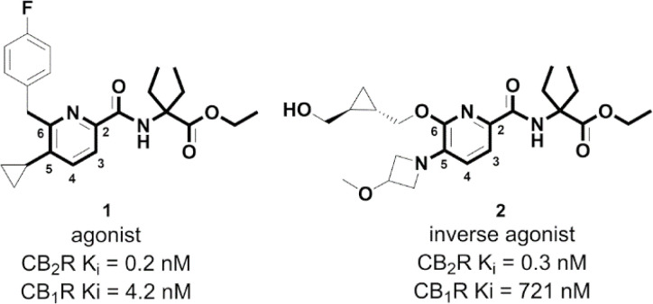 Chemical structures of CB2R agonist 1 and inverse agonist 2 sharing a 5- and 6-substituted picolinamide core.