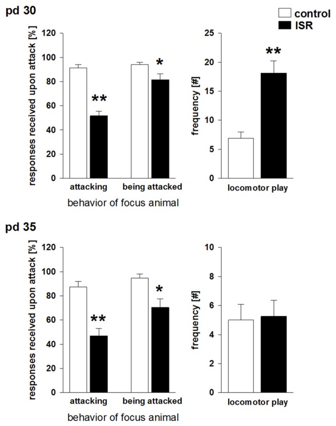 Social play behavior during adolescence on pd 30 and pd 35 in Wistar females subjected to adequate (control) or ISR conditions. The probability of a defensive response received by the play partner after an attack by the focus animal was significantly reduced in females of the ISR condition on both time points. In addition, ISR Wistar rats also responded significantly less when being attacked by the play partner than controls which was further reduced on pd 35. Locomotor play was significantly increased in ISR animals compared to control rats only on pd 30. Data are indicated as means ± SEM (control: n = 9; ISR: n = 8; **P ≤ 0.001; *P ≤ 0.05).
