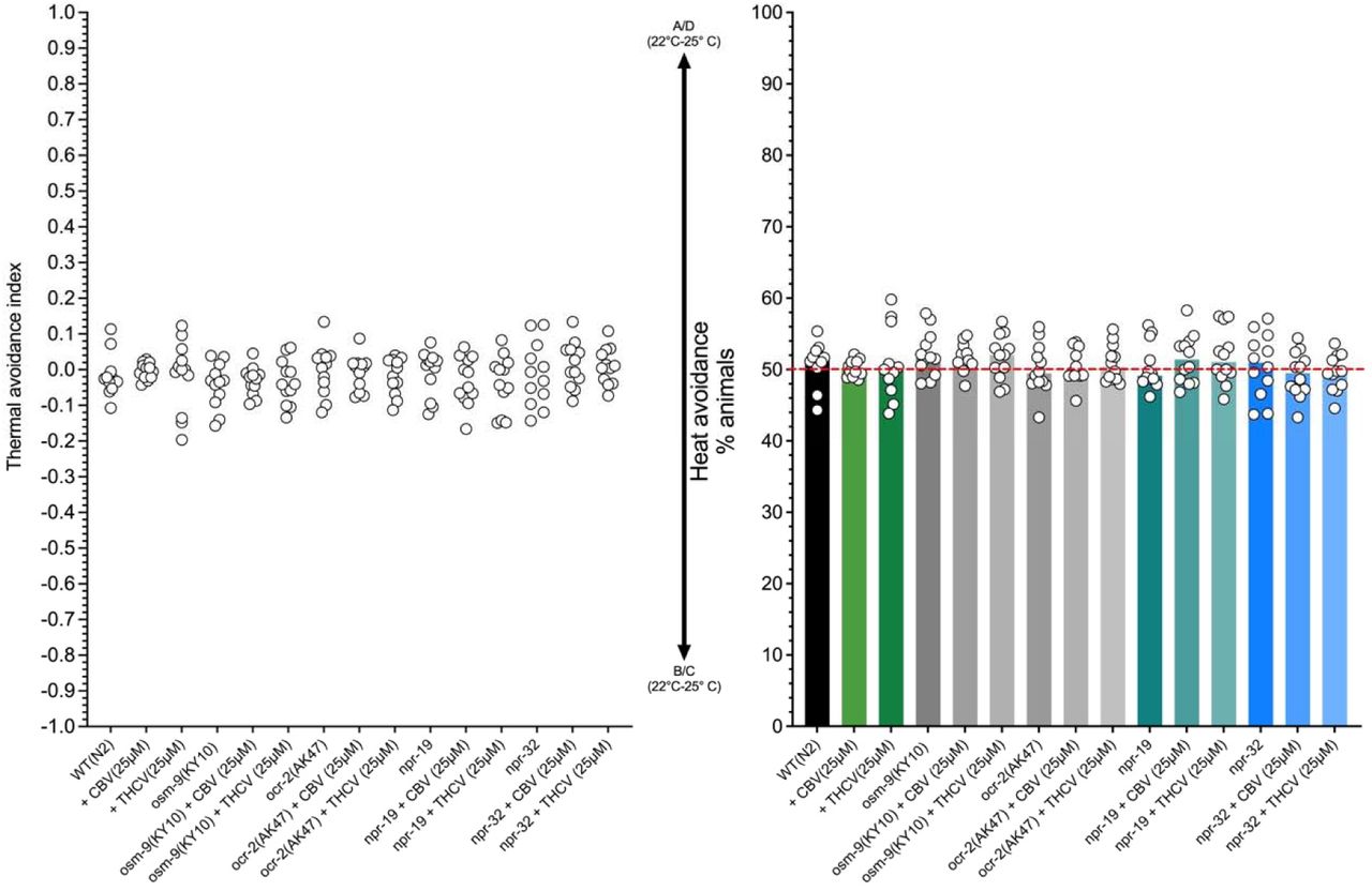 Comparison of mobility and quadrant bias between wild-type (N2) and selected mutant C. elegans strains on quadrant plates maintained at a constant temperature of 22°C under no-stimulus conditions (negative control). The tested genotypes exhibit no significant quadrant preference, irrespective of the presence or absence of CBV or THCV. ****p < 0.0001, *** p < 0.001, ** p < 0,01, * p < 0.05 (non-parametric Kruskal-Wallis analysis followed by Dunn’s multiple comparisons test).