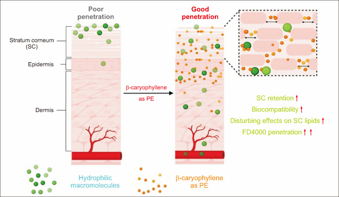 The intradermal dynamics of the main component of OVEO, β-caryophyllene, as a penetration enhancer. OVEO: Origanum vulgare L. essential oil, PE: penetration enhancer. Adapted from the article of Tang et al. (Eur J Pharm Sci 2023; 183: 106401) [36].