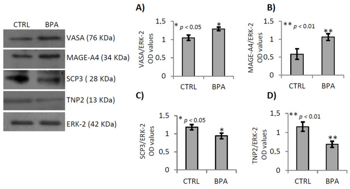 Gene expression analysis of germ cells markers in testis of male mice early-life exposed to vehicle (CTRL, n = 3/4) or BPA (BPA, n = 4) and sacrificed at 78 dpp. Western Blot analysis of VASA, MAGE-A4, SCP3 and TNP2. Protein amounts were quantified by densitometry analysis, normalized against ERK-2 signals, and expressed in OD values as fold change (A–D). All data were reported as mean value ± S.E.M. (*: p < 0.05; **: p < 0.01).