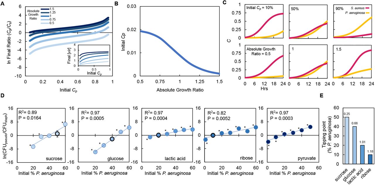 Absolute growth determines tipping point of co-existence of P. aeruginosa and S. aureus in co-culture.A) Simulations showing the effect of changing the initial fraction of P. aeruginosa (Cp) and S. aureus (Cs) on the final density ratio. Each colored line represents simulations performed with different absolute growth values (as indicated in the figure legend). For panels A-C, simulations performed using Eq. 1-3. Total simulation time = 24 hours. Parameters in Table S2. Model description and development in Methods. Inset: Simulations showing the final concentration of [vir] produced by P. aeruginosa as a function of initial density and at different absolute growth ratios.B) Tipping point. Simulations showing the lowest initial fraction of P. aeruginosa (Cp) that results in a final density (Cp/Cs) of 1 after 24 hours as a function of the absolute growth ratio. In these simulations, metabolism (ε) for P. aeruginosa was varied but metabolism for S. aureus and maximum growth rates (μ) of both species were held constants. For simulations showing the effect of varying ε see Supplementary Fig. 4..C) Simulations showing the temporal changes in the density of P. aeruginosa (Cp) and S. aureus (Cs). Top panels show the effect of increasing the relative initial density of Cp at the same absolute growth value. Bottom panels show the effect of increasing the absolute growth value while maintaining the same initial population densities (50% Cp: 50% Cs)D) Experimental data: The final density of a co-cultured population grown in TSB medium with different carbon sources plotted as a function of the initial percentage of P. aeruginosa. Standard deviation from a minimum of three biological replicates. R2 and P value shown on plot are from a linear regression. * indicates a significant difference in the final density of P. aeruginosa and S. aureus (Mann Whitney, P < 0.05 (Shapiro Wilk for normality < 0.0001). When all final density ratios are compared within each carbon source P < 0.007, Wilcoxon/Kruskal-Wallis (see Supplementary Table S3 for all P values). Final cell density in CFU for both strains show in Supplementary Fig. 4. Data points outlined in black indicate the tipping point; the lowest initial percentage of P. aeruginosa examined that led to a significantly greater amount of P. aeruginosa after 24 hours of growth.E) Tipping point of the population defined as the first initial percentage of P. aeruginosa measured where there was not a significant difference in the final density of P. aeruginosa and S. aureus. Data from panel D. Number above each bar indicates absolute growth ratio calculated using data in Fig. 1E. We did not find the tipping point for pyruvate and thus it is not included on this plot.
