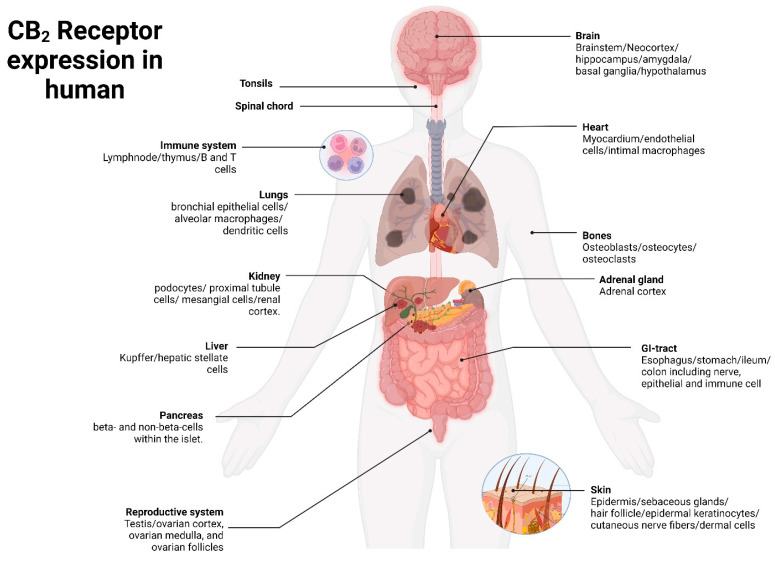 CB2 receptor expression in human physiological system.