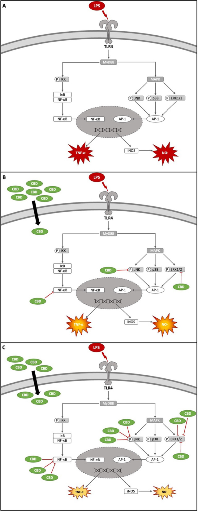 LPS activates inflammatory TLR 4 signaling cascades, in particular those involving NFκB and mitogen-activated protein kinases (MAPK), leading to the production of TNF-α and NO· [59, 95] (a). CBD inhibits the inflammatory signaling cascades at several points and decreases the amount of TNF-α and NO· produced in response to LPS stimulation [16] (b). The conducted experiments showed that the addition of terpenes from Hops 1 extract increases cellular availability of CBD and thus supports its anti-inflammatory effect (c)