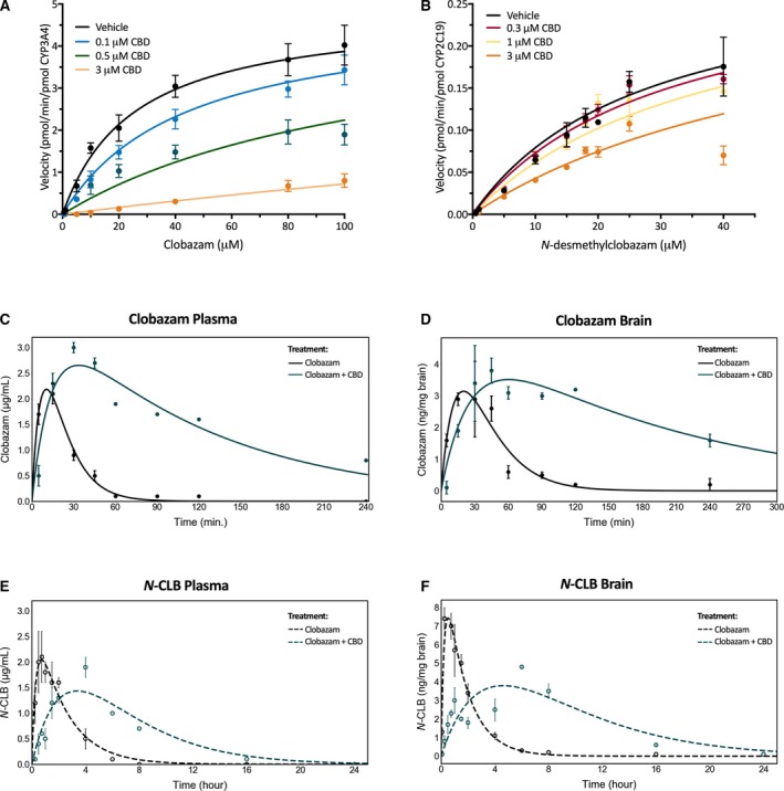 Cannabidiol (CBD) inhibits the metabolism of clobazam and its active metabolite, N‐desmethylclobazam (N‐ CLB). Substrate‐velocity curves of (A) CYP3A4‐mediated metabolism of clobazam and (B) CYP2C19‐mediated metabolism of N‐ CLB in the presence of varying concentrations of CBD. Error bars represent standard error of the mean (SEM), with n = 3. Clobazam (5 mg/kg, i.p. injection) was administered in the absence (black) and presence (green‐blue) of 12 mg/kg CBD (i.p.). Concentration‐time curves for clobazam (solid lines) in mouse (C) plasma and (D) brain and N‐ CLB (dashed lines) in (E) plasma and (F) brain. Error bars represent SEM, with n = 4 per time point. Curves represent fit of data using a two‐compartment model