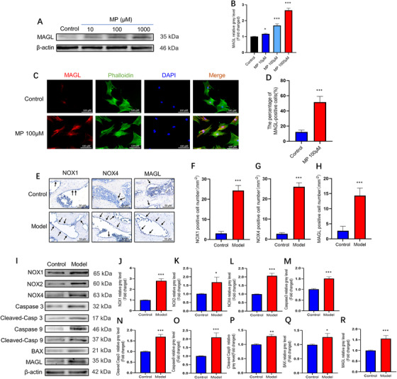 Monoacylglycerol lipase (MAGL) overexpression in bone marrow mesenchymal stem cells (BMSCs) strongly associated with glucocorticoids. (A and B) Western blot was performed to test the correlation between different concentrations of methylprednisolone (MP) and the MAGL expression level. (C) Images of immunofluorescence staining of MAGL in BMSCs after treatment with MP (100 μΜ) for 72 h. (D) Quantification of the percentage of MAGL‐positive cells (n = 3; mean ± SD; *p < 0.05; **p < 0.01; ***p < 0.005 versus control group). (E) IHC staining of NOX1, NOX4, and MAGL, the IHC‐positive cells were marked with black arrows. (F–H) Average number of IHC‐positive cells per field. (I–R) The protein expression levels of NADPH oxidative isozymes, apoptosis‐related proteins, and MAGL in bone tissues (control group versus MP group) (n = 5; mean ± SD; *p < 0.05; **p < 0.01; ***p < 0.005 versus control group). All these studies were performed at least three biological replicates