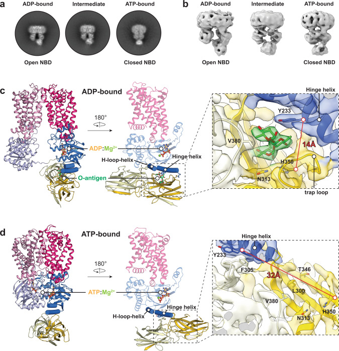 ATP binding displaces the O antigen from the CBD.a, b Representative 2D and 3D classes of WzmWzt conformational states identified during ATP hydrolysis. c Cartoon model of WzmWzt bound to ADP:Mg2+ and O antigen. Domains are colored as shown in Fig. 3. The O antigen density is colored green. O antigen and ADP are presented as sticks and Mg2+ as a lime sphere. Zoom window: Local map of the O antigen binding site for CBD1-a in the ADP-bound map contoured at 7.2σ. d Cartoon model of WzmWzt bound to ATP:Mg2+. ATP is presented as sticks and Mg2+ as a lime sphere. Zoom window: Local map of the O antigen binding site for CBD1-a in the ATP-bound map contoured at 7.7σ.