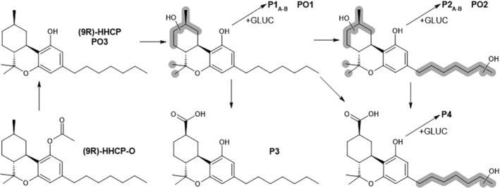 Proposed metabolic pathways of (9R)‐HHCP and (9R)‐HHCP‐O following duplicate 1, 3 and 5 h incubations with HHeps. Markush bonds represent the probable location of the group.