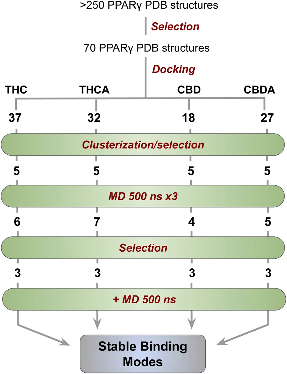 Flowchart illustrating the computational process for identifying stable binding modes of four cannabinoids (THC, THCA, CBD, CBDA) with PPARγ protein, showing structural selection, docking, clustering, molecular dynamics simulations, and final stable mode identification, with stepwise reductions in candidate structures at each stage.
