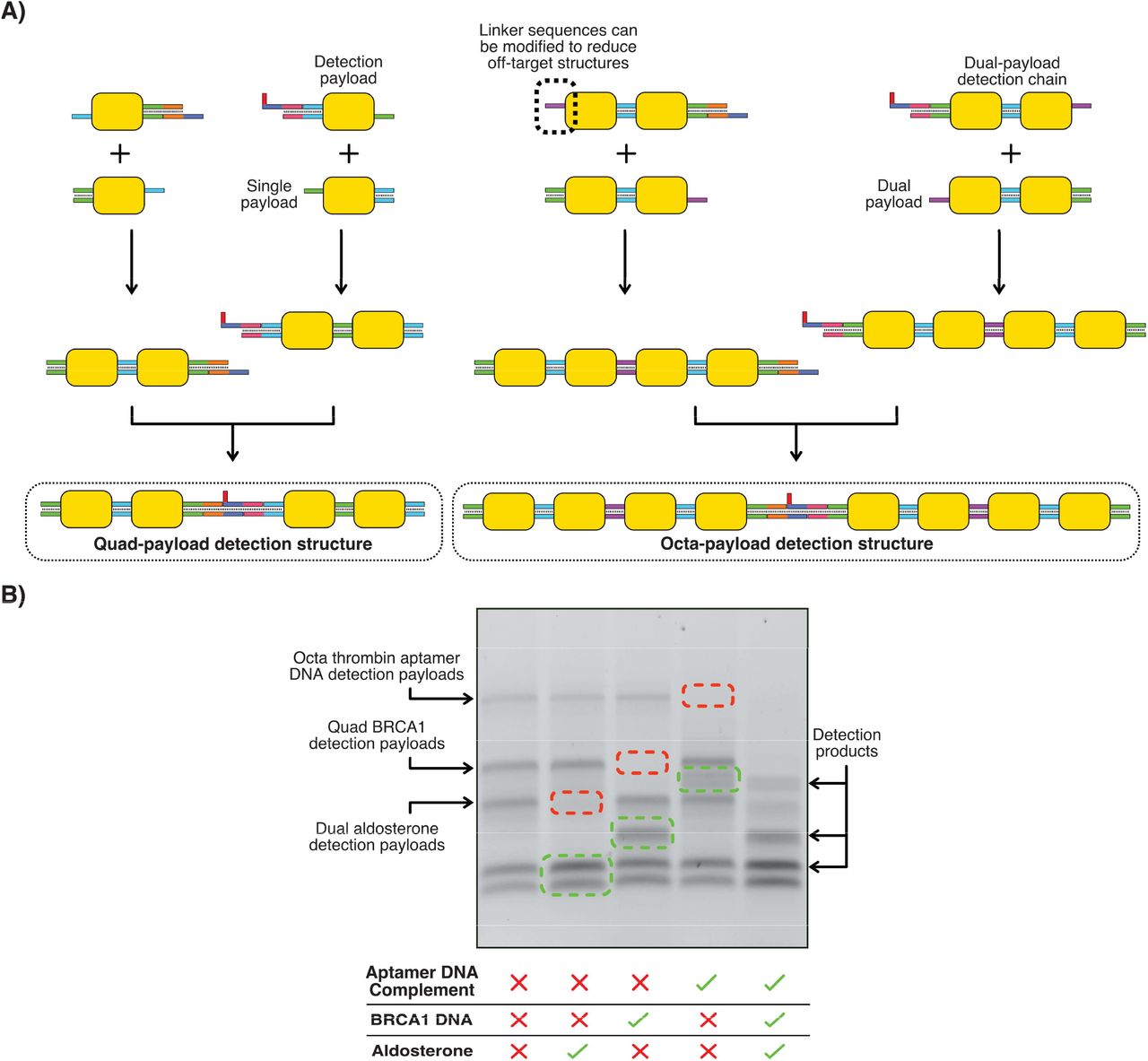 Multiplexed biomarker detection. A) Payload detection structures of variable size can be produced by controlling the length of the payload chain. Different sticky end sequences can be used in each payload to improve yield or modify payload chain assembly process. All detection structures were assembled via stepwise addition of the correct payload to elongate the chain with a 30°C incubation for 30 minutes between each step (exact details in methods section). Final products are purified before use in a detection assay. B) Multiplexed detection assay for thrombin aptamer complement, BRCA1 and aldosterone. Detection can be carried out for each target individually, or all three in one pot or some combination of targets. All targets were added in excess and were left to incubate for 30 minutes at 30°C before gel electrophoresis.