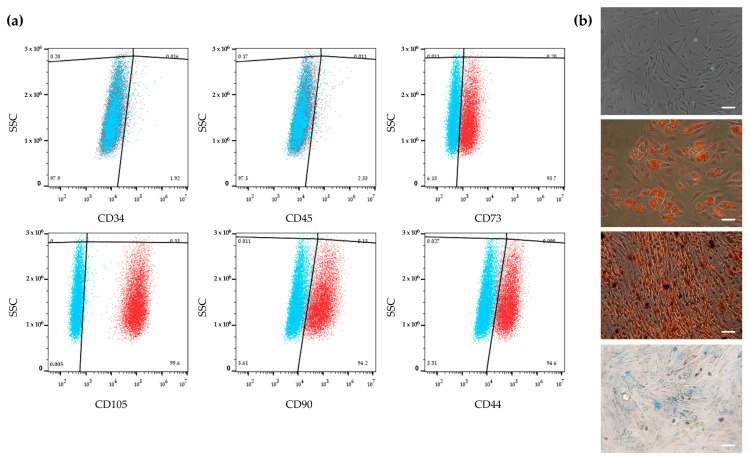 Characterization of human adipose-derived stem cells (hASCs). (a) Immunophenotypic analysis of hASCs by flow cytometry. hASCs are negative for the expression of CD34 and CD45 hematopoietic surface markers and positive for CD44, CD73, CD90 and CD105 mesenchymal surface markers. Blue and red clouds represent unstained cells (control) and stained cells with a specific antibody, respectively. (b) From top to bottom: undifferentiated hASCs; adipogenic commitment of hASCs characterized by intracellular lipid vacuoles stained in red using Oil Red O (O.R.O) solution; osteogenic commitment of hASCs showing calcium deposits in red after Alizarin Red S staining; chondrogenic commitment of hASCs characterized by cartilage proteoglycans stained with Alcian Blue. Scale bars: 50 μm.