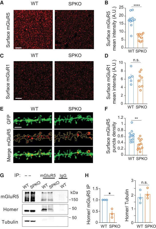 mGluR5 surface level in CA1 pyramidal neurons is significantly decreased and interaction with Homer is impaired in SPKO mice. A) Representative images of surface mGluR5 in CA1 stratum radiatum of WT (n = 10) and SPKO (n = 9) mice. Scale bar = 15 μm. B) Quantification of mGluR5 puncta average intensity from images as in (A). Mean ± SEM: WT = 17.5 ± 1.4, SPKO = 6.8 ± 0.7, P < 0.001 (two-tailed unpaired t test). C) Representative images of surface mGluR1 in CA1 stratum radiatum of WT (n = 5) and SPKO (n = 8) mice. Scale bar = 15 μm. D) Quantification of mGluR1 puncta average intensity from images as in (C). Mean ± SEM: WT = 6.5 ± 0.8, SPKO = 5.8 ± 0.6, P > 0.05 (two-tailed unpaired t test). E) Representative images of green fluorescent protein (GFP)-labeled CA1 pyramidal neuron tertiary dendrites immunostained for surface mGluR5 (extracellular epitope antibody) in WT (n = 11) and SPKO (n = 11) acute hippocampal slices. Scale bar = 3 μm. F) Quantification of surface mGluR5 puncta density in CA1 pyramidal neuron tertiary dendrites. Mean ± SEM: WT = 0.63 ± 0.06, SPKO = 0.35 ± 0.05, P < 0.01 (two-tailed unpaired t test). G) Representative immunoblot of Homer co-IP with mGluR5 and expression in cortical tissue of WT and SPKO mice. H) Quantification of Homer coprecipitated with mGluR5 and total abundance in WT and SPKO mice (N = 3). Coprecipitated Homer: mean ± SEM SPKO/WT ratio 0.40 ± 0.11, P = 0.032 (paired t test). Total Homer: mean ± SEM WT 1.8 ± 0.28, SPKO 2.1 ± 0.22, P = 0.563 (unpaired t test).