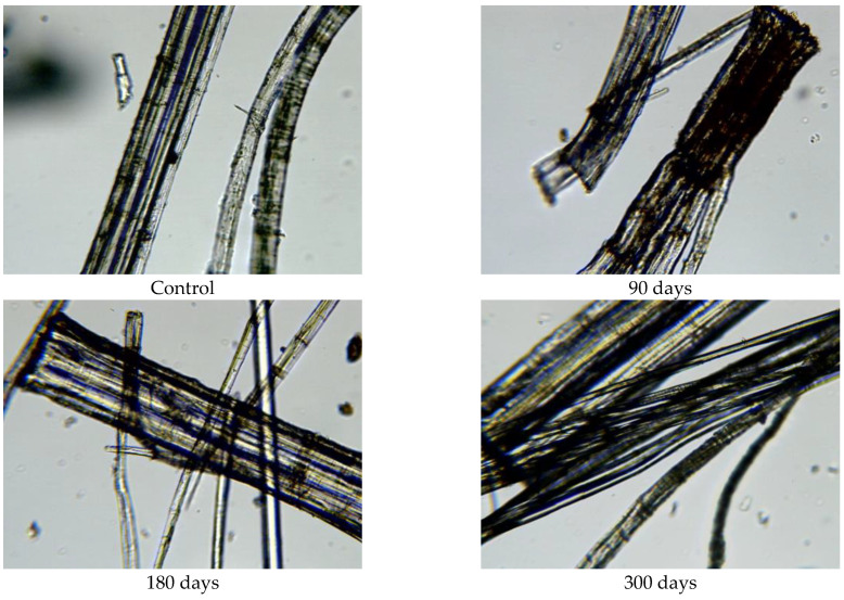 Images of hemp fibres taken from 400 g/m2 unexposed nonwoven mulches and those exposed for 90, 180, and 300 days (×400 magnification).