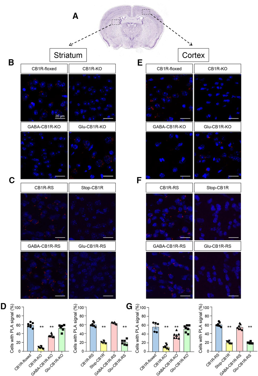 CB1R-BiP complexes reside on GABAergic terminals of the mouse striatum and cortex. A, PLA experiments were conducted on striatal and cortical sections from 3- to 4-month-old mice of different genotypes. Representative low-magnification image and selected regions for analysis are shown. Image credit: Allen Institute. In the rest of the panels, CB1R-BiP complexes are shown as red dots, and nuclei are colored in blue by DAPI staining. B, Representative images of striatal sections from CB1R-floxed, CB1R-KO, GABA-CB1R-KO, and Glu-CB1R-KO mice. C, Representative images of striatal sections from Stop-CB1R, CB1R-RS, GABA-CB1R-RS, and Glu-CB1R-RS mice. D, Quantification of the number of cells containing one or more dots expressed as the percentage of the total number of cells (DAPI-stained nuclei) in striatal sections. **p < 0.01 from the corresponding CB1R-floxed group or the corresponding CB1R-RS group by one-way ANOVA with Tukey's multiple comparisons test (n = 6 or 7 fields from 3 different animals per group). E, Representative images of cortical sections from CB1R-floxed, CB1R-KO, GABA-CB1R-KO, and Glu-CB1R-KO mice. F, Representative images of cortical sections from Stop-CB1R, CB1R-RS, GABA-CB1R-RS, and Glu-CB1R-RS mice. G, Quantification of the number of cells containing one or more dots expressed as the percentage of the total number of cells (DAPI-stained nuclei) in cortical sections. **p < 0.01 from the corresponding CB1R-floxed group or the corresponding CB1R-RS group by one-way ANOVA with Tukey's multiple comparisons test (n = 6 or 7 fields from 3 different animals per group).