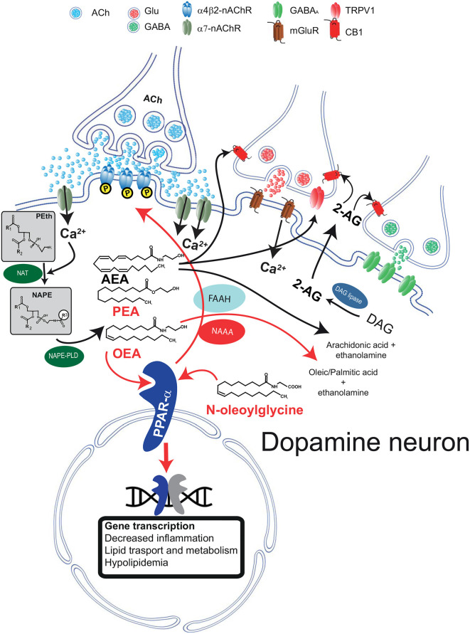 Schematic diagram illustrating the biosynthetic and catabolic pathways for N-acylethanolamine (NAE) and canonical endocannabinoid formation and catabolism, and their cellular mechanisms of actions through their receptors. Phosphatidylethanolamine (Peth) is converted into N-acyl-phosphatidylethanolamine (NAPE) by N-acyltransferase (NAT). Ca2+ entry mediated by α7-nAChRs activates NAEs synthesis through the Ca2+ dependent NAT. The resulting NAPE is hydrolyzed by NAPE-PLD to the corresponding NAEs anandamide (AEA), oleoyl ethanolamide (OEA), and palmitoylethanolamide (PEA). Activation of PPARα by NAEs results in genomic effects (gene transcription) and in non-genomic actions, such as activation of a tyrosine kinase and phosphorylation of β2*nAChRs (i.e., α4β2). Fatty acid amide hydrolase (FAAH) and NAE-hydrolyzing acid amidase (NAAA) are the major inactivating enzymes for OEA, PEA, and AEA and convert them in ethanolamine and corresponding fatty acids (oleic, palmitic, and arachidonic acids, respectively). NAAA preferentially hydrolyzes PEA. N-oleoyl glycine is one member of the N-acyl amino acid family and is known to activate PPARα. The figure illustrates that AEA and 2-arachidonoylglycerol (2-AG) are produced on demand by NAPE-PLD and DAG lipase, respectively. Raises in intracellular Ca2+ can be induced, as in the example, by activation of metabotropic glutamate receptors (mGluR). 2-AG and AEA bind to presynaptic CB1 receptors expressed on GABA and glutamate terminals and depress neurotransmitter release. AEA also activates TRPV1 receptors located on presynaptic glutamatergic terminals. Abbreviations: NAPE-PLD, N-acyl phosphatidylethanolamine phospholipase D; DAG, diacylglycerol; MAG, monoacylglycerol; FAAH, fatty acid amide hydrolase; Glu, glutamate; CB1, cannabinoid type-1 receptor; TRPV1, transient receptor potential vanilloid type-1; PPARα, peroxisome proliferator-activated receptor type-α; nAChRs, nicotinic acetylcholine receptors. This figure is adapted, with permission, from Melis and Pistis (2012) and Pistis and Muntoni (2017).