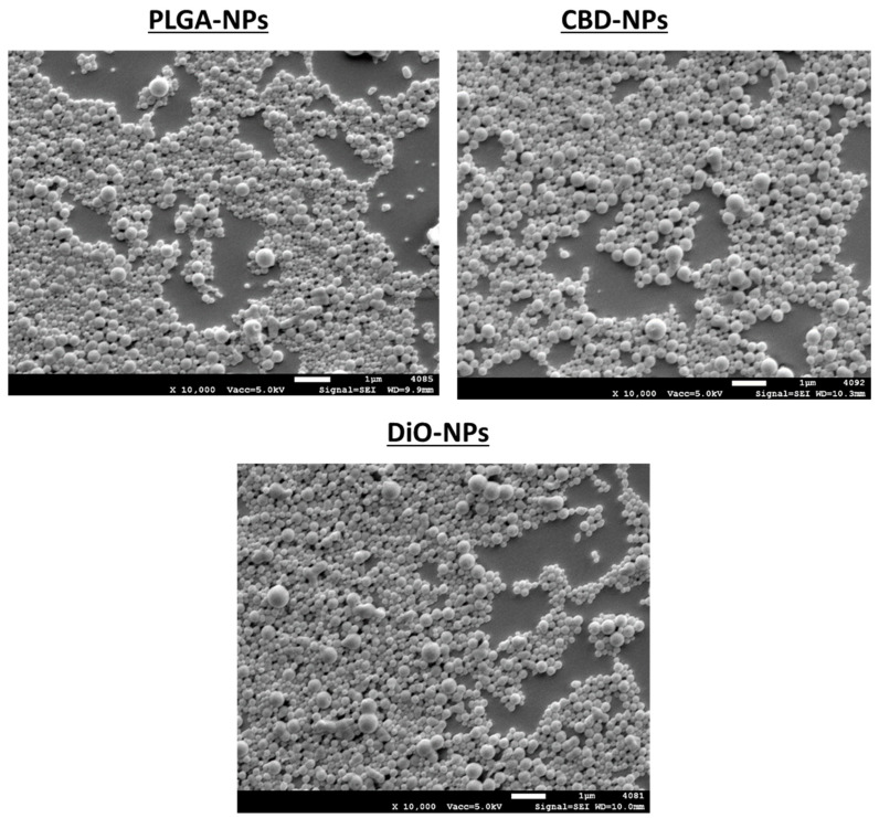 SEM images of unloaded, cannabidiol (CBD)-loaded and 3,3′-dioctadecyloxacarbocyanine perchlorate (DiO)-loaded nanoparticles. PLGA: poly-lactic-co-glycolic acid.