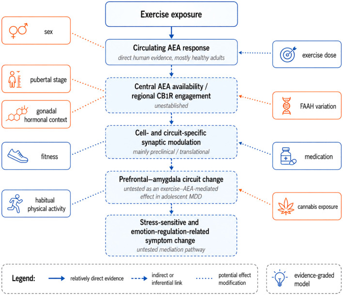 Flowchart illustrates the pathways from exercise exposure to stress-sensitive and emotion-regulation-related symptom change, highlighting mediating biological processes and potential effect modifiers such as sex, exercise dose, fitness, medication, and hormonal context, alongside evidence grading and directness of links.