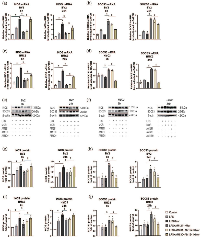 Effects of AM1241 on markers of microglia polarization in vitro. There were six different groups in BV2 and HMC3 cells. Cells were treated with control, LPS, LPS+AM1241, LPS+AM281+AM1241, LPS+AM630+AM1241 in combination with morphine (Mor) or alone plus morphine (Mor). Relative iNOS mRNA (a, c) and SOCS3 mRNA (b, d) level adjusted to GAPDH. Western blot analysis of iNOS and SOCS3 (e, f). The iNOS protein (g, i) and SOCS3 (h, j) protein fold of control. One-way analysis of variance (ANOVA) followed by Bonferroni’s multiple comparisons test was used for analyzing the Western blot and qPCR in different group (p < 0.05). The data in this study was shown as mean ± standard deviation (SD). p < 0.05 was considered statistically significant. *p < 0.05: the LPS+Mor group compared with the control group; $p < 0.05: the different groups compared with the LPS+AM1241+Mor group.