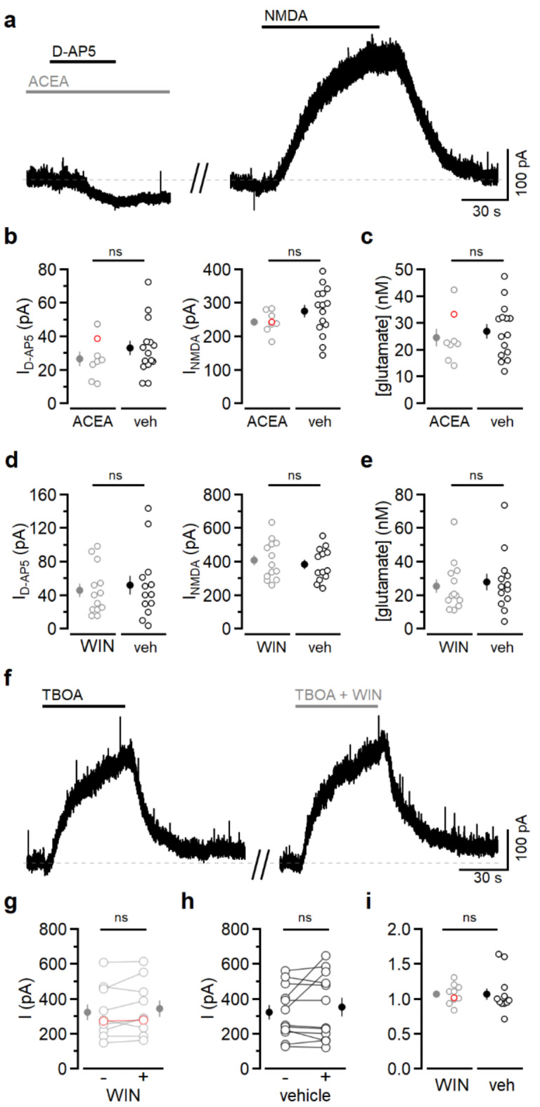 CB1R activation does not alter extracellular glutamate. (a) Voltage-clamp recording from a L2/3 pyramidal neuron at +30 mV. Left, ACEA (1 µM) was applied for 2.5 min prior to D-AP5 (50 µM). Right, after washout of ACEA and D-AP5, application of NMDA (5 µM) elicited an outward current. Dashed line denotes baseline. (b) Left, the current blocked by D-AP5 when ACEA (grey symbols, n = 8 cells from 2 mice) or vehicle (black symbols, n = 15 cells from 3 mice) was applied for 2.5–3 min prior to D-AP5 (P = 0.34). Right, the NMDA-induced currents were also similar (P = 0.25). The red open symbols correspond to the example traces shown in (a). (c) The extracellular glutamate concentration was the same in ACEA and vehicle (24.5 ± 3.2 nM versus 27.0 ± 2.6 nM, P = 0.57). (d) As in (b), with 5 µM WIN (grey symbols, n = 13 cells from 3 mice) versus vehicle (black symbols, n = 13 cells from 5 mice; D-AP5-sensitive current: P = 0.34; NMDA current: P = 0.34). (e) The extracellular glutamate concentration was the same in WIN and vehicle (25.5 ± 4.1 nM versus 27.9 ± 4.9 nM, P = 0.70). (f) Voltage-clamp recording from a L2/3 pyramidal neuron at + 30 mV. TBOA (100 µM) led to an outward current. After washout, TBOA and WIN (5 µM) were applied together. (g) Current in TBOA alone or in TBOA + WIN (n = 10 cells from 5 mice, P = 0.18). The red open symbols correspond to the example shown in (f). (h) Current in TBOA alone or in TBOA + vehicle (n = 12 cells from 6 mice, P = 0.31). (i) Currents obtained in the presence of WIN or vehicle normalized to the currents measured in TBOA only (P = 0.98). The red open symbols in (g) and (i) correspond to the example shown in (f). The experiments summarized in g and h were analyzed using paired t-tests. All other comparisons were done with unpaired t-tests.