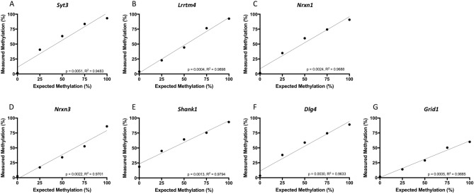 Bisulfite pyrosequencing assay validation. Pyrosequencing assay validation for the seven genes of interest. (A) Syt3; (B) Lrrtm4; (C) Nrxn1; (D) Nrxn3; (E) Shank1; (F) Dlg4; (G) Grid1. Defined mixtures of bisulfite modified fully methylated and unmethylated rat genomic DNAs were analyzed for linearity in ability to detect increasing amounts of methylation. x-axis, the input (expected) level of methylation; y-axis, the measured level of methylation. R2 and p values for Pearson correlation are indicated.