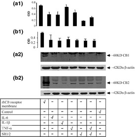 (a) a1. Densitometry graph of the Western blots (n = 3) for CB1 at 60 kDa. a2. Western blots showing immunoreactivity to CB1 antibody. Bands were detected at 32 (not shown) and 60 kDa corresponding to CB1. Lower blot (a2) is the corresponding β‐actin. (b) b1. Densitometry graph of the Western blots (n = 3) for CB2. b2 shows 60 kDa band for CB2 and below; lower blot (b) is its corresponding β‐actin. TNF‐α increased CB2 levels (OD avg = 0.34 ± 0.07; 17% increase), which was reduced in the presence of receptor antagonists (OD avg = 0.27 ± 0.07). TNF‐α increased CB1 (OD avg = 0.65 ± 0.13; 55% increase; P < 0.025). No changes in corresponding β‐actin were observed.