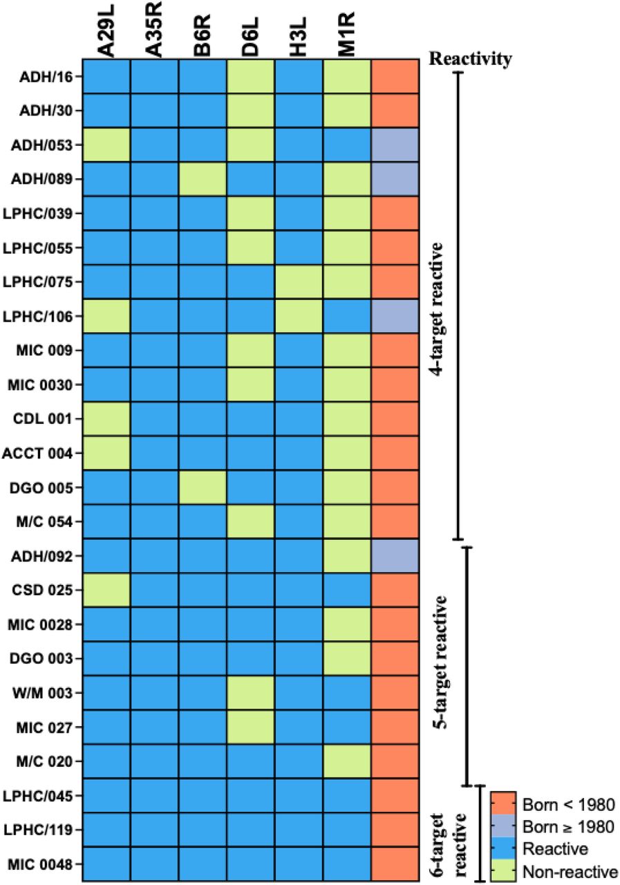 IgG binding profiles of MPXV-seropositive individuals.Binary heat-map showing serum IgG reactivity to six MPXV proteins (A29L, A35R, B6R, D6L, H3L, M1R) in 24 participants who met the criteria for MPXV seropositivity defined as reactivity to ≥4 targets. Each row represents one individual; each column one antigen. Blue squares represent reactive (signal ≥ assay cutoff); light-green squares represent non-reactive participants with seven showing reactivity to ≥5 targets and three showing reactivity to all six targets. The colour-coded side bar indicates individuals born before 1980 (orange squares) or in or after 1980 (grey).