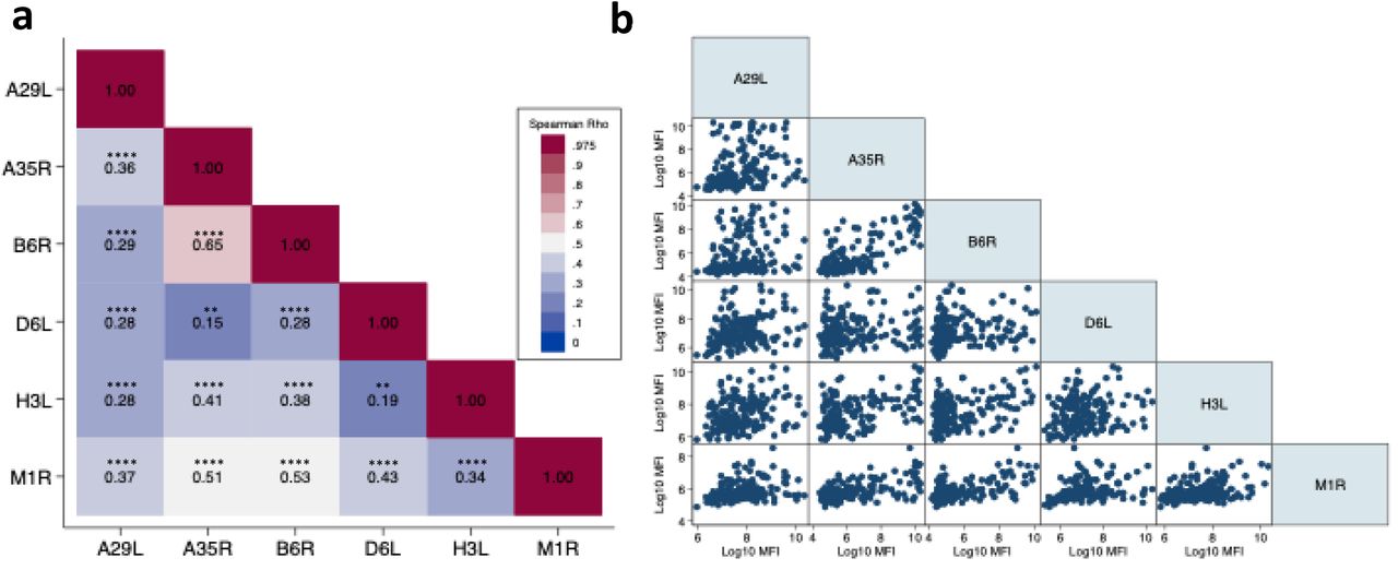 Correlation of MPXV-specific IgG binding antibody responses across six viral antigens.(a) Spearman correlation heatmap matrix of log10-transformed Mean Fluorescence intensity (MFI) values from all HIV negative participants (healthcare workers (n=75) and general population (n=101); total n=176), showing the degree of pairwise correlation (ρ) between antibody responses to six MPXV antigens. The selected targets represent distinct viral structural components: A29L, H3L, and M1R are associated with the intracellular mature virion (IMV); A35R and B6R with the extracellular enveloped virion (EEV); and D6L is a soluble viral protein. The strongest correlation was observed between EEV antigens A35R and B6R (ρ = 0.60) and moderate correlation was also observed between A35R and M1R (ρ = 0.51), and between B6R and M1R (ρ = 0.53) across EEV and IMV targets. Colour shading represents the strength of correlation (ρ), ranging from low (blue) to high (dark red). (b) Pairwise scatter plots of log10-transformed IgG MFI values for each antigen-antigen comparison. Data points reflect individual-level responses. All correlations were statistically significant and are annotated in the heatmap. *P < 0.05; **P < 0.01; ***P < 0.001; ****P < 0.0001.